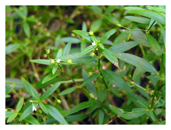 Read more about the article 马来西亚适合种植的10种华人草药