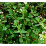 华人草药与马來草药的差异在哪里?