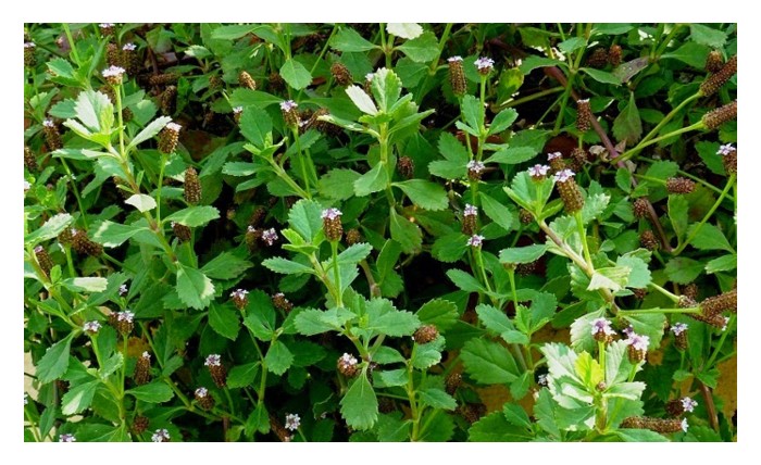 You are currently viewing 华人草药与马來草药的差异在哪里?