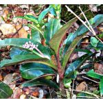 在大马,除了东甲亚里之外,那一种马來养生草药最有商业价值?