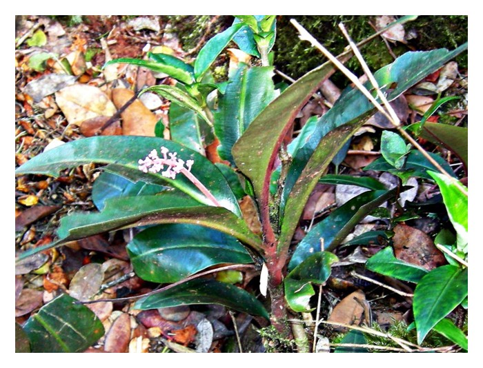 Read more about the article 在大马,除了东甲亚里之外,那一种马來养生草药最有商业价值?