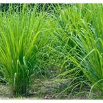 香茅 Serai 用途广,可治病也可制成防虫剂等。若在大马种植一英苗,应如何进行? 此外,其成本及回酬又如何?