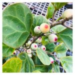 马来草药如 MAS COTEK、MISAI KUCING、PEGAGA 及 HEMPEFU BUMI 对人体的效益及商业前景如何?