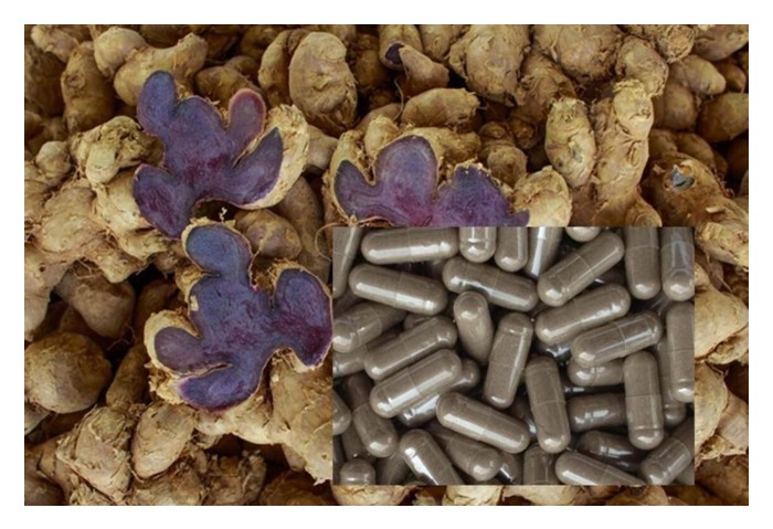 Read more about the article 以100公斤鲜黑姜加工成黑姜粉、黑姜胶囊及黑姜精华素的成本需要多少马幣? 还有, 列出加工成黑姜胶囊的成本与回酬