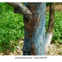 一些农友会在榴莲树茎塗一层白色物质,是否是防范病虫害措施?