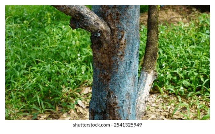 You are currently viewing 一些农友会在榴莲树茎塗一层白色物质,是否是防范病虫害措施?