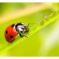 瓢虫(ladybirds)乃大马园丘有益昆虫种类之一,大量捕食尢其蚜虫,对生态农业充满益处? 目前市场上可有商业化生产这种昆虫?
