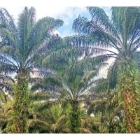 油棕树龄越大,树就越高,产果艰难,从经济角度来看,乘早翻种 (例如20年树)是否好过增聘熟练割果劳工继续采高树果?