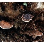 出现在泥炭地油棕的茎基腐病(灵芝病)率能通过均衡施肥来降低吗?