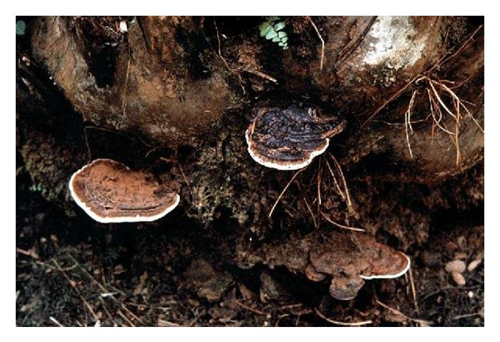 Read more about the article 出现在泥炭地油棕的茎基腐病(灵芝病)率能通过均衡施肥来降低吗?