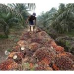 马来西亚和印尼在油棕单产上有差异吗? 什么因素造成?