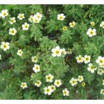 若在油棕园地单以种植有益植物(beneficial plants), 对预防或控制袋虫害(bagworms) 的效果会明显吗，试提供数据说明