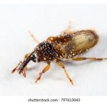 油棕园的授粉功臣-象鼻虫(E. kamerunicus)受到寄生线虫(parasitic nematode E. parthenonema) 的侵袭, 这是否会造成园里授粉率下降?