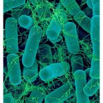 Bacillus thurigiensis 生物药能同時控制食叶毛虫与袋虫吗? 它如何对这些害虫产生效果,控制效率达到多少?