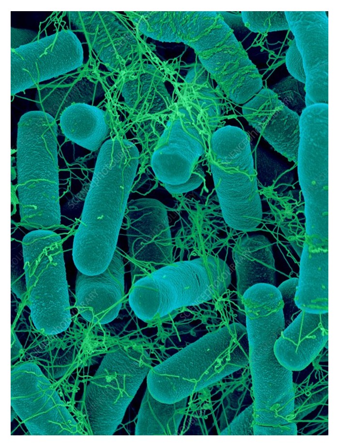 You are currently viewing Bacillus thurigiensis 生物药能同時控制食叶毛虫与袋虫吗? 它如何对这些害虫产生效果,控制效率达到多少?