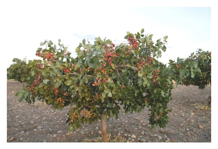 Read more about the article  氮肥来源有哪些? 热带果树较适用哪一种来源，为什么?