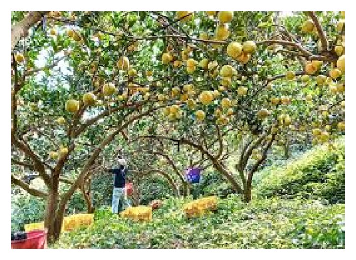 Read more about the article 钾肥来源有哪些? 哪些适合油棕? 又哪些适合果树?