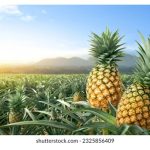 大马菠萝黄金梦：从田野到全球，产业起飞的甜蜜革命