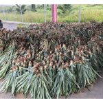 首次种植黄梨，每公顷须要43,500棵苗，成本重，所以农友应利用第一周期所生产的吸芽(每棵生产多个吸芽)做为第二周期的种植，以此类推，这般循序渐进的方式能节省不少成本? 请以这模式来谈谈原本一公顷在五年后所能扩充的面积