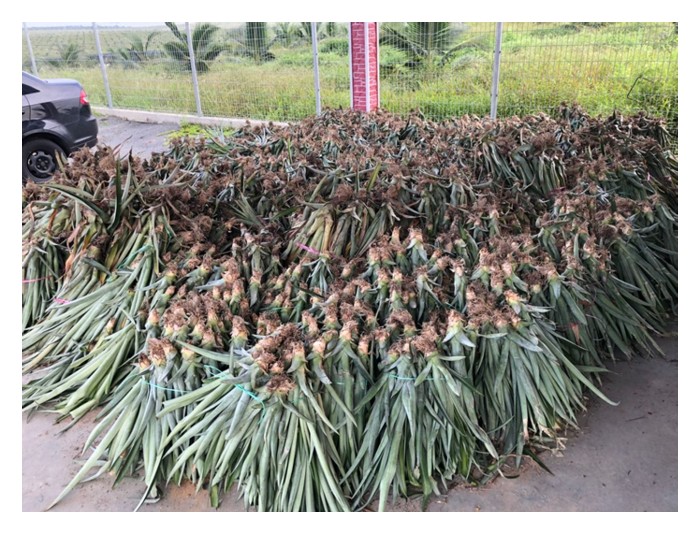 You are currently viewing 首次种植黄梨，每公顷须要43,500棵苗，成本重，所以农友应利用第一周期所生产的吸芽(每棵生产多个吸芽)做为第二周期的种植，以此类推，这般循序渐进的方式能节省不少成本? 请以这模式来谈谈原本一公顷在五年后所能扩充的面积