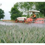 在大马，黄梨种植可以全面机械化吗，包括插秧、催花及收成?
