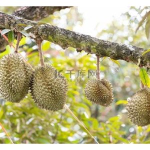 果树如榴莲、番石榴、芒果及水翁等的枝条是否需要阳光照射才能产果? 何解?