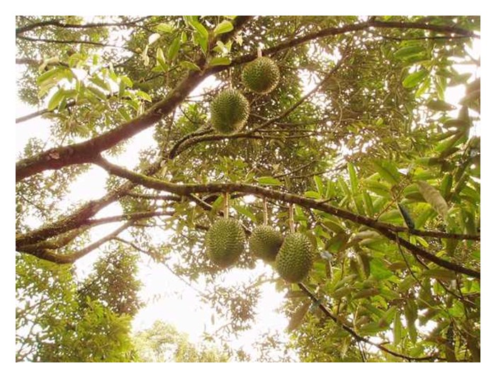 Read more about the article 《猫山王换电锯》:砂拉越原住民的果园转型记