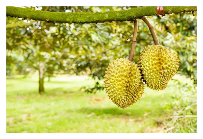 Read more about the article 榴莲的光合作用效率与一天中光照时间的关系