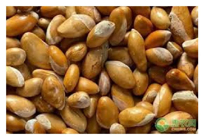 Read more about the article 榴莲种子煮熟可吃吗? 有哪些營养?