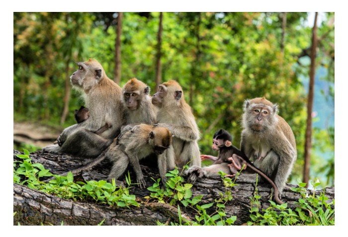 Read more about the article 猴子大量出没之地，例如森林边缘，最好不要种榴莲?