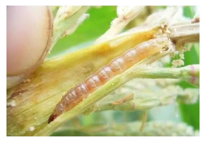 Read more about the article 美国玉米田惊现“僵尸虫”：基因改造的失败，还是自然的反击？