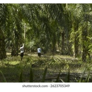 高密度油棕种法，例如每公顷200棵以上，仅在理论上可行，要实践就很困难包括中期疏林等作业?