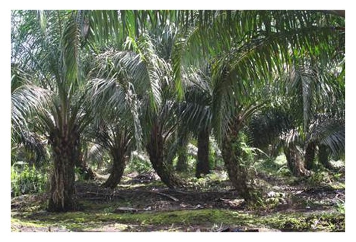 Read more about the article 油棕灵芝病 (Ganoderma) 需要土壤里的碳源做为食物? 那么泥炭地可说是碳源充足进而促进了灵芝真菌 (G. boninense) 的生长?