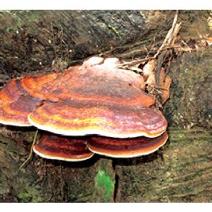 从土壤及地情角度上，应如何避免翻种的油棕感染灵芝病?