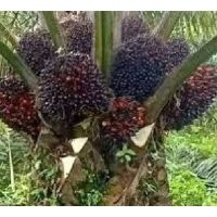 硫这元素对果树有提升果产风味之效,对油棕又有什么作用?