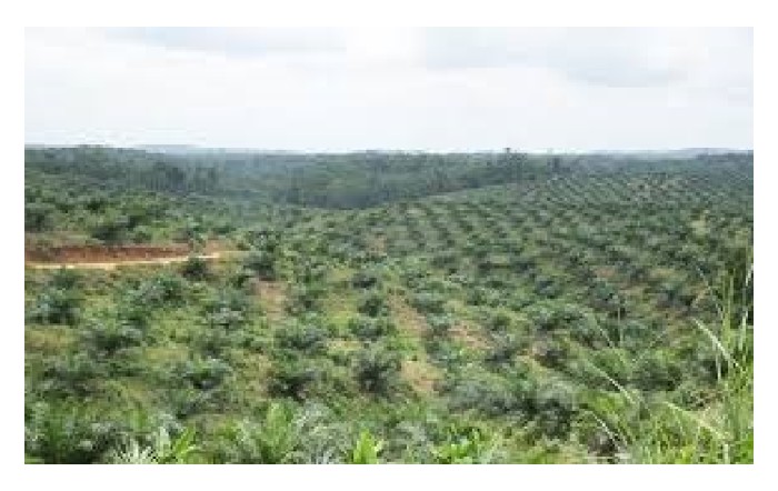 Read more about the article 丛枝根菌(Arbuscular mycorrhizal)能强化油棕等作物的根系并促进水分与养分摄取,这是否意味每棵移种的油棕秧苗应先施下这种元素以利成长?