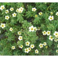 油棕园里若栽种有益植物吸引害虫天敌寄生，对害虫防治效果有多大?