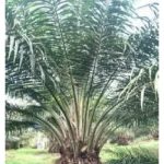 如何确认油棕公树(Pisifera palm) 以便趁早砍掉翻种新树?