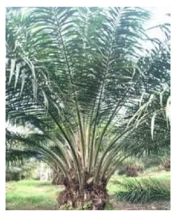 You are currently viewing 如何确认油棕公树(Pisifera palm) 以便趁早砍掉翻种新树?