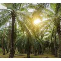 哈茨木霉菌(Trichoderma harzianum)配制成生物肥料,用于油棕园可带来哪些效益?