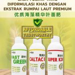 大西洋海藻叶面肥含有的天然激素如细胞分裂素、赤霉素，对榴莲果树的花芽分化(增加花量)有何帮助?