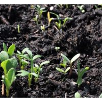 生物肥料：绿色农业的“活力引擎”
