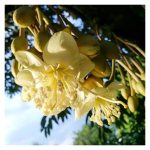 猫山王榴莲进入开花期后，怎样调整NPK比例來提高坐果率?