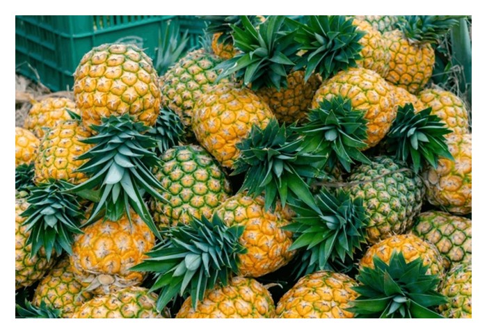 You are currently viewing MD2黄梨是否适合采用控释肥? 和常规肥相比有什么优劣?