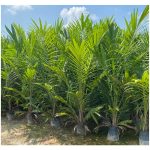 油棕幼苗期可以混用有机肥和复合肥吗?比例怎么拿捏?