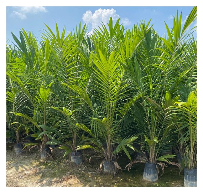 Read more about the article 油棕幼苗期可以混用有机肥和复合肥吗?比例怎么拿捏?