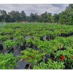 辣椒或番茄在结果初期，叶子肥厚但果实少，是肥料用错了吗?