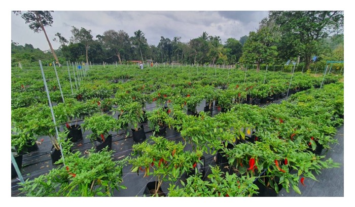 You are currently viewing 辣椒或番茄在结果初期,叶子肥厚但果实少,是肥料用错了吗?