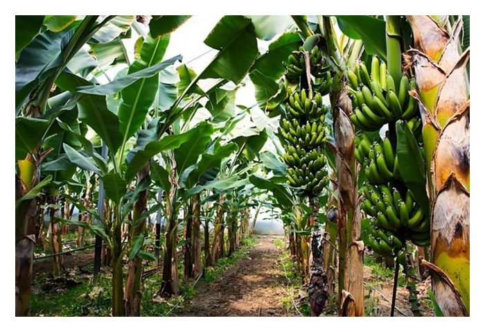 Read more about the article 农友种香蕉犹如与時间赛跑，担心病害与收成，哪个先到?