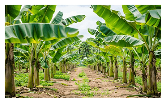 Read more about the article 顺利及完美的香蕉收成方案：农友的期盼